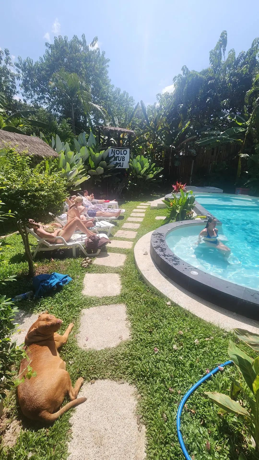 The pool and garden at Nolo Hub Pai, with guests on the loungers and a dog on the path